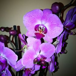 Close-up of purple orchids