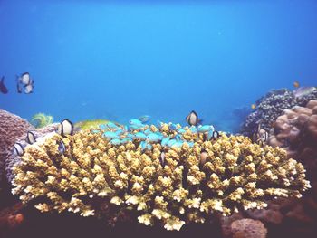 Close-up of coral swimming in sea