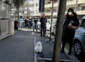 Dogs on street in city