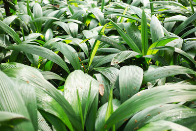 Close-up of leaves in field