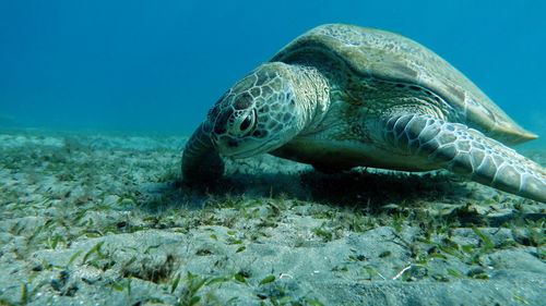 Turtle swimming in sea