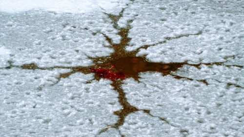 High angle view of insect on water