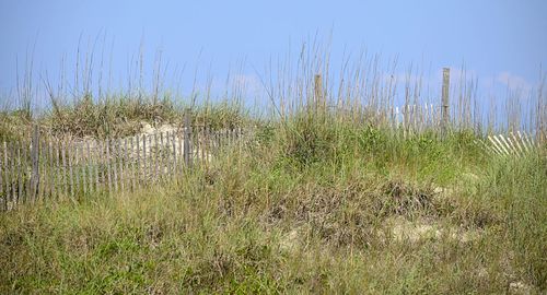 Plants growing on field by lake against sky