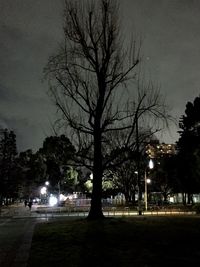 Bare trees along road at night