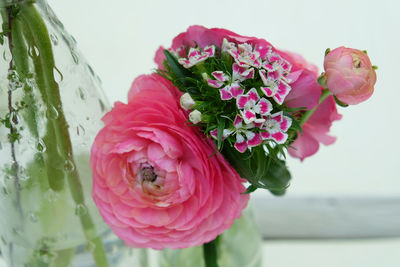 Close-up of pink rose against white background