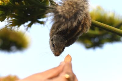 Close-up of hand holding squirrel