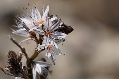 Close-up of white flowering plant