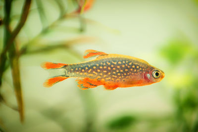 Close-up of fish swimming in sea