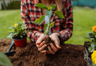 Woman holding small growing plant. without face. hands holding three. gardening concept. cover photo
