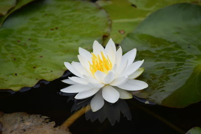 Close-up of water lily