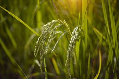 Close-up of wheat growing on field