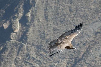 Condor flying against rock formation