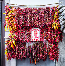 Red chili peppers for sale in market