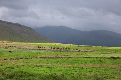 Scenic view of green field against sky