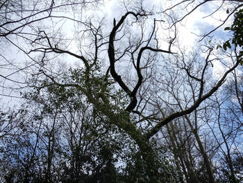 Low angle view of bare tree against sky