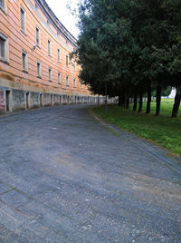 Road along trees