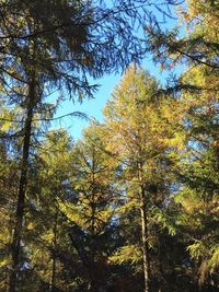 Low angle view of trees in forest