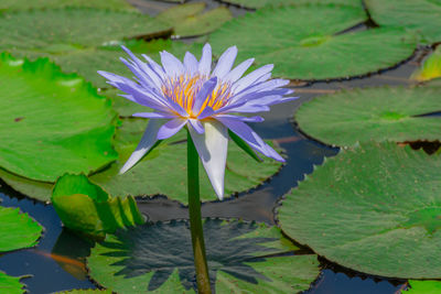 Water lily in lake