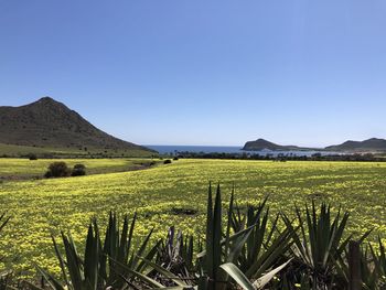 Scenic view of field against clear blue sky