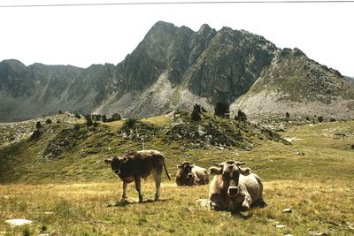 Cows on grassy field with mountains in background