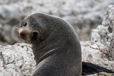 Close-up of seal