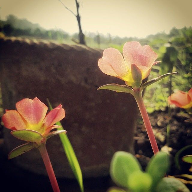 flower, freshness, fragility, petal, growth, flower head, focus on foreground, beauty in nature, close-up, stem, nature, plant, leaf, blooming, bud, in bloom, blossom, botany, day, no people