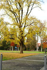 Trees in park during autumn