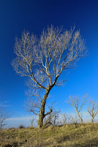 Firework display over trees against clear blue sky