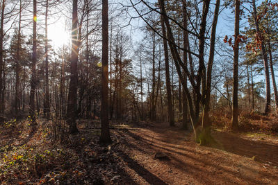 Trees in forest during autumn