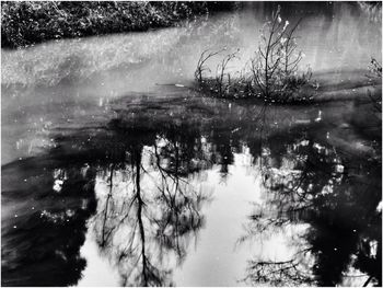 Reflection of trees in lake