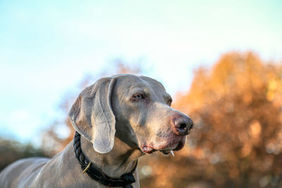 Close-up of dog looking away