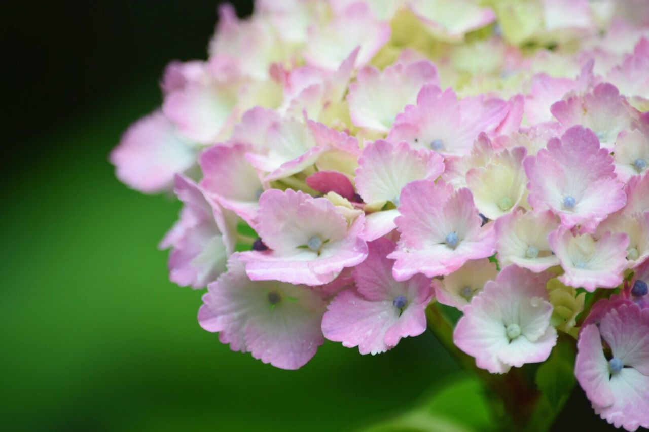 flower, freshness, petal, fragility, pink color, growth, flower head, beauty in nature, close-up, nature, focus on foreground, blooming, pink, blossom, in bloom, plant, park - man made space, selective focus, springtime, botany