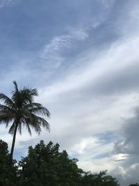 Low angle view of palm trees against sky
