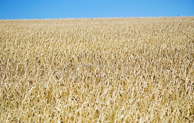 Scenic view of wheat field against sky