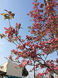 Low angle view of flowers against blue sky