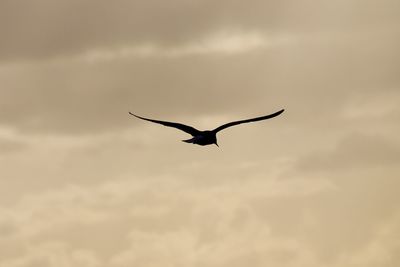 Low angle view of seagull flying against sky