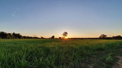 Scenic view of field against sky during sunset