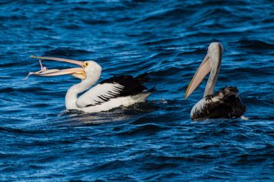 Duck swimming in sea