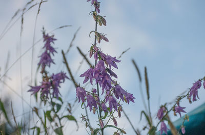 Low angle view of purple flower tree against sky