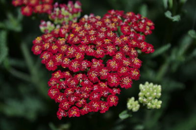 Close-up of red flowering plant in park