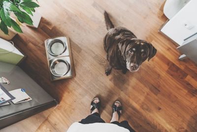 Low section of man with dog on hardwood floor
