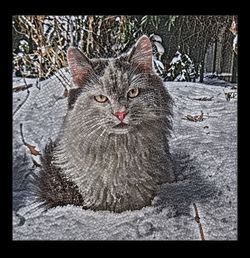 Close-up portrait of cat