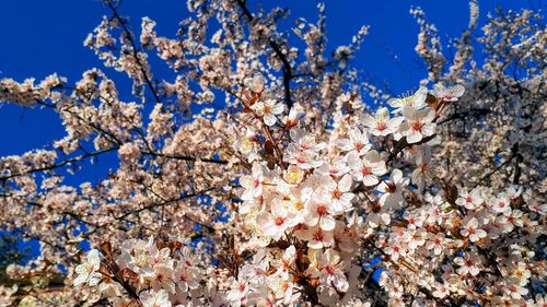 Low angle view of cherry blossom against blue sky