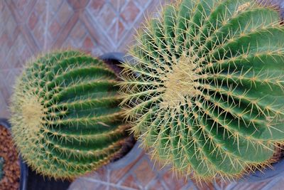 Close-up of succulent plant