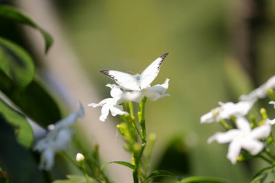 Close-up of white butterfly on flower