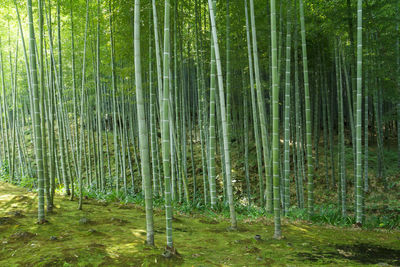 View of bamboo trees in forest