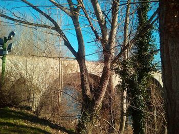 Bare trees against sky