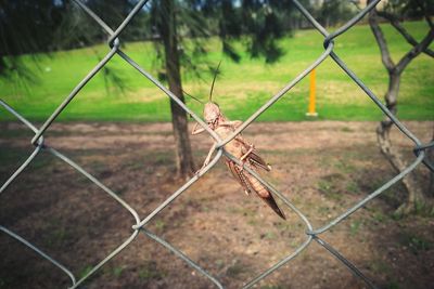 Close-up of chainlink fence