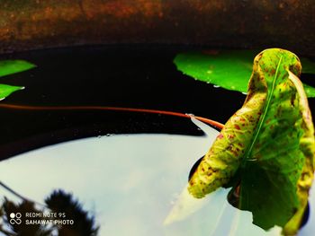 Close-up of insect on leaf