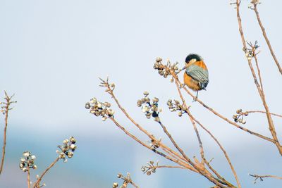 Low angle view of bird perching on tree against sky